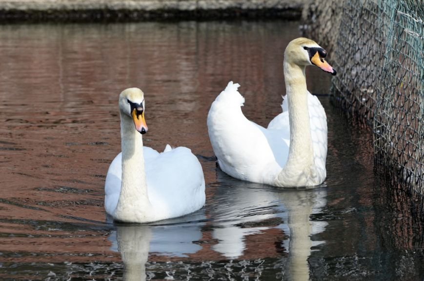 Фоторепортаж: лебеди в сеточку. После зимовки красавцев с длинной шеей снова запустили в гомельский пруд, фото-4