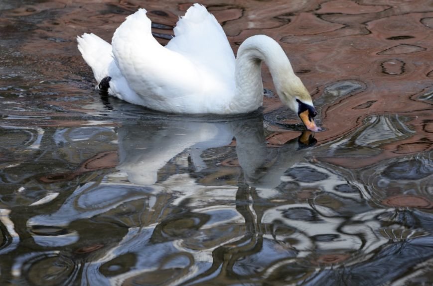 Фоторепортаж: лебеди в сеточку. После зимовки красавцев с длинной шеей снова запустили в гомельский пруд, фото-37