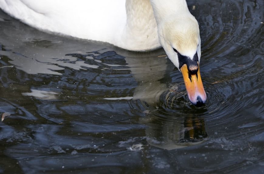 Фоторепортаж: лебеди в сеточку. После зимовки красавцев с длинной шеей снова запустили в гомельский пруд, фото-43