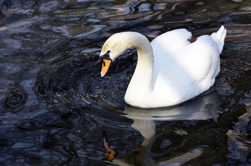 Фоторепортаж: лебеди в сеточку. После зимовки красавцев с длинной шеей снова запустили в гомельский пруд, фото-32