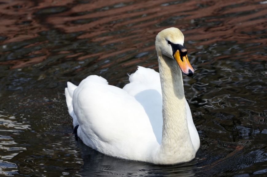 Фоторепортаж: лебеди в сеточку. После зимовки красавцев с длинной шеей снова запустили в гомельский пруд, фото-8