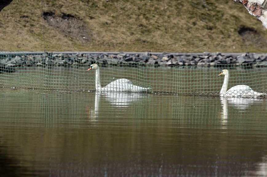 Фоторепортаж: лебеди в сеточку. После зимовки красавцев с длинной шеей снова запустили в гомельский пруд, фото-18