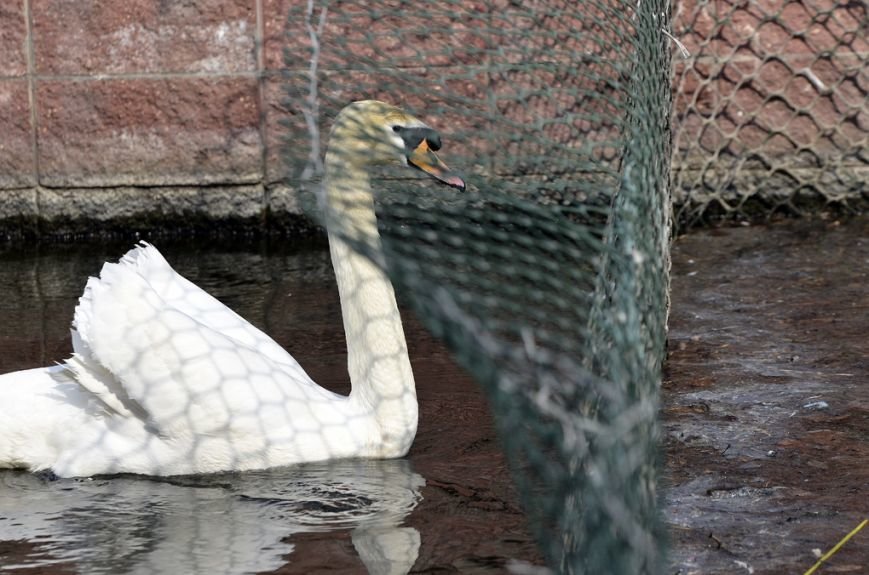 Фоторепортаж: лебеди в сеточку. После зимовки красавцев с длинной шеей снова запустили в гомельский пруд, фото-45