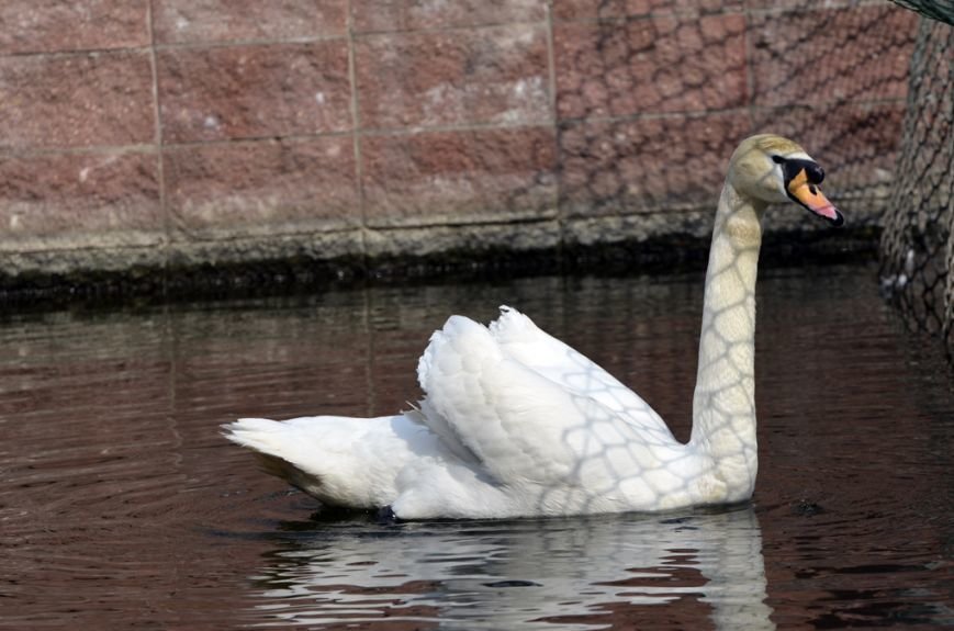 Фоторепортаж: лебеди в сеточку. После зимовки красавцев с длинной шеей снова запустили в гомельский пруд, фото-5