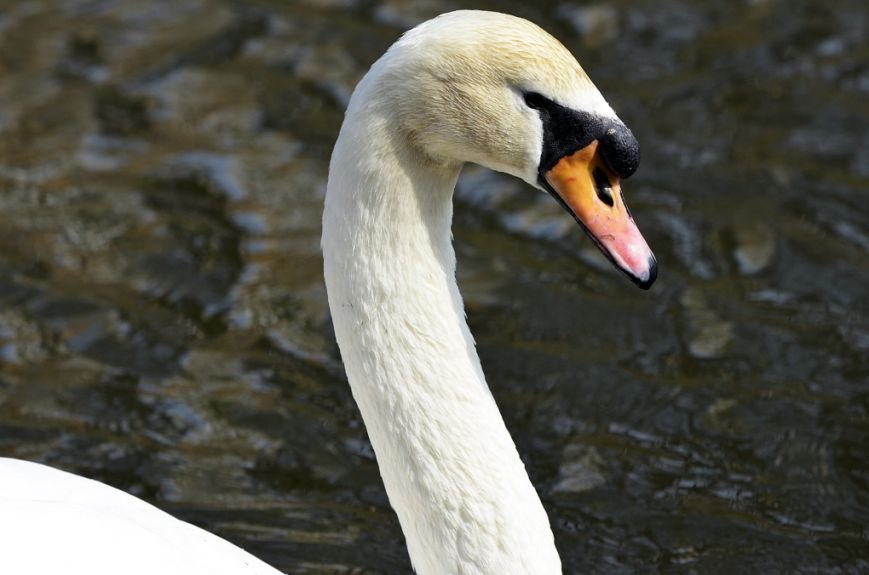 Фоторепортаж: лебеди в сеточку. После зимовки красавцев с длинной шеей снова запустили в гомельский пруд, фото-28