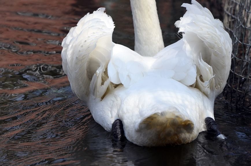 Фоторепортаж: лебеди в сеточку. После зимовки красавцев с длинной шеей снова запустили в гомельский пруд, фото-9