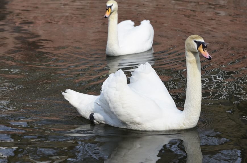 Фоторепортаж: лебеди в сеточку. После зимовки красавцев с длинной шеей снова запустили в гомельский пруд, фото-11