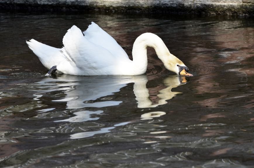 Фоторепортаж: лебеди в сеточку. После зимовки красавцев с длинной шеей снова запустили в гомельский пруд, фото-35