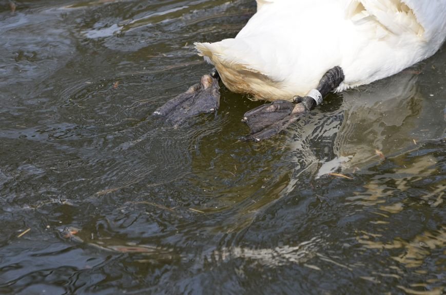Фоторепортаж: лебеди в сеточку. После зимовки красавцев с длинной шеей снова запустили в гомельский пруд, фото-33