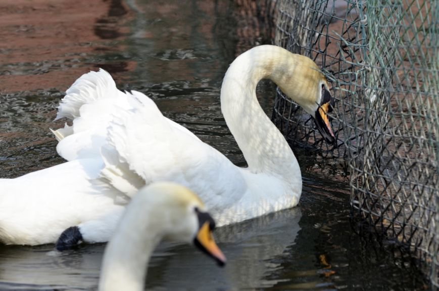 Фоторепортаж: лебеди в сеточку. После зимовки красавцев с длинной шеей снова запустили в гомельский пруд, фото-7