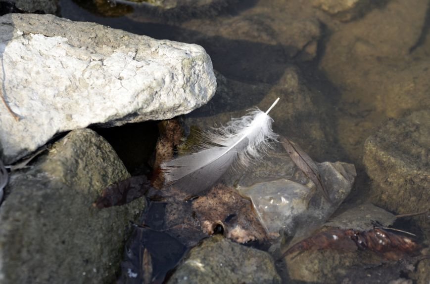 Фоторепортаж: лебеди в сеточку. После зимовки красавцев с длинной шеей снова запустили в гомельский пруд, фото-47