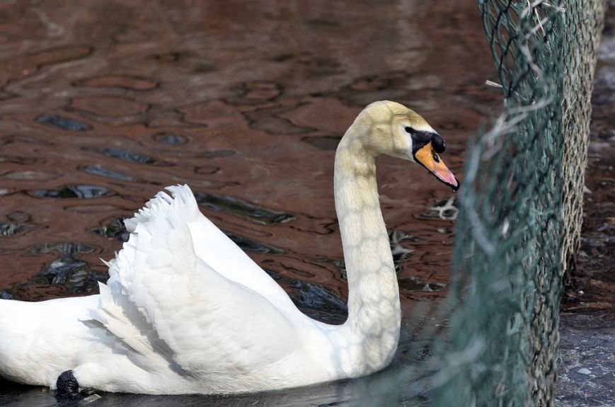 Фоторепортаж: лебеди в сеточку. После зимовки красавцев с длинной шеей снова запустили в гомельский пруд, фото-39