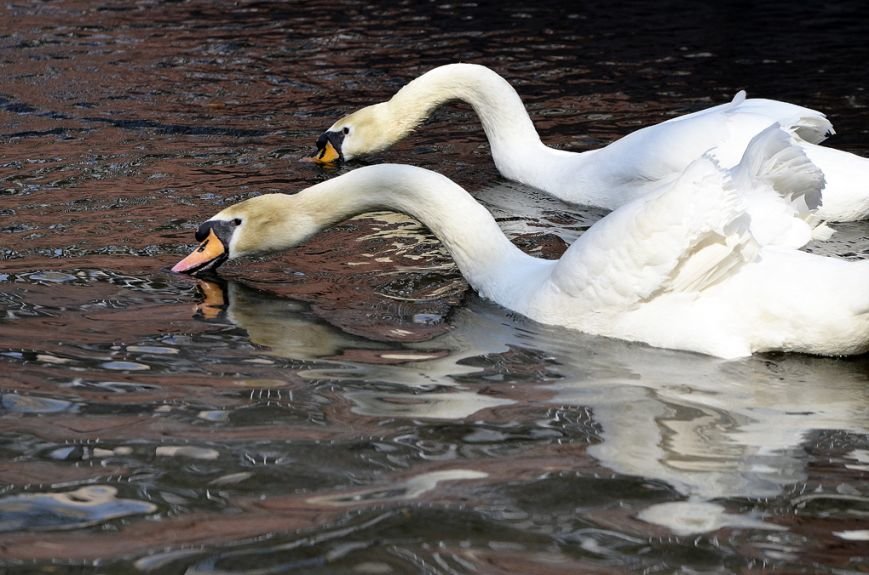 Фоторепортаж: лебеди в сеточку. После зимовки красавцев с длинной шеей снова запустили в гомельский пруд, фото-34