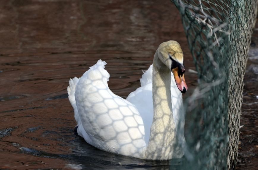 Фоторепортаж: лебеди в сеточку. После зимовки красавцев с длинной шеей снова запустили в гомельский пруд, фото-40
