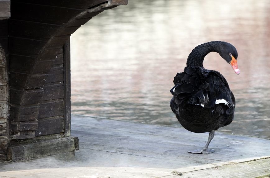 Фоторепортаж: лебеди в сеточку. После зимовки красавцев с длинной шеей снова запустили в гомельский пруд, фото-24