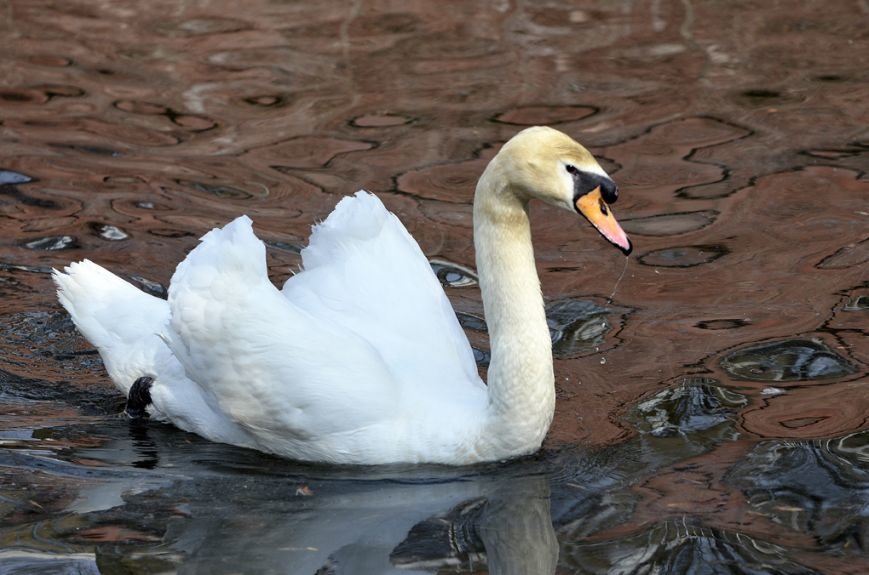 Фоторепортаж: лебеди в сеточку. После зимовки красавцев с длинной шеей снова запустили в гомельский пруд, фото-38