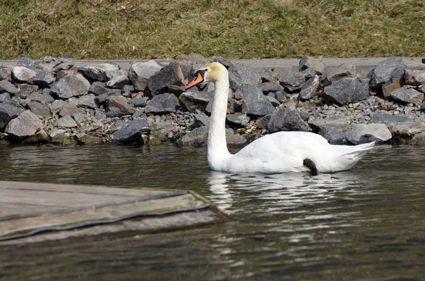 Фоторепортаж: лебеди в сеточку. После зимовки красавцев с длинной шеей снова запустили в гомельский пруд, фото-30