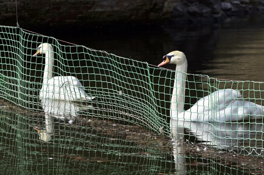 Фоторепортаж: лебеди в сеточку. После зимовки красавцев с длинной шеей снова запустили в гомельский пруд, фото-17