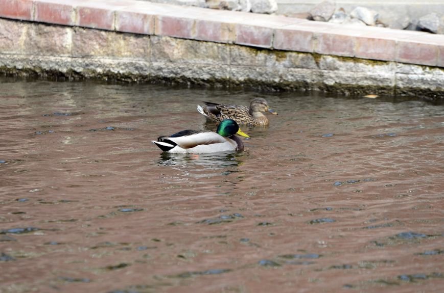 Фоторепортаж: лебеди в сеточку. После зимовки красавцев с длинной шеей снова запустили в гомельский пруд, фото-31