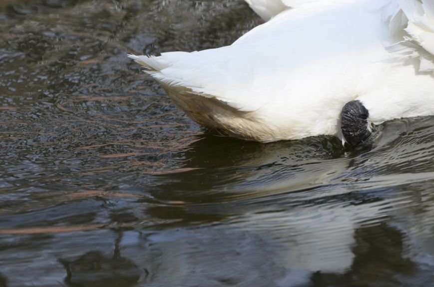 Фоторепортаж: лебеди в сеточку. После зимовки красавцев с длинной шеей снова запустили в гомельский пруд, фото-10