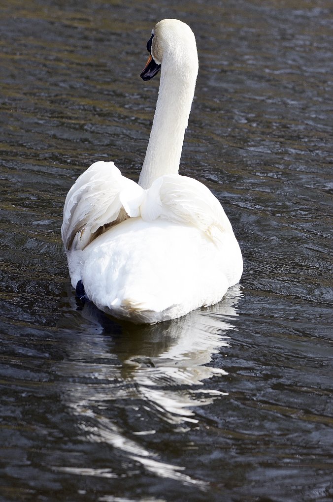 Фоторепортаж: лебеди в сеточку. После зимовки красавцев с длинной шеей снова запустили в гомельский пруд, фото-29