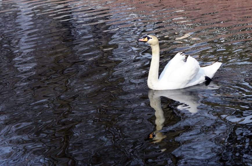 Фоторепортаж: лебеди в сеточку. После зимовки красавцев с длинной шеей снова запустили в гомельский пруд, фото-12