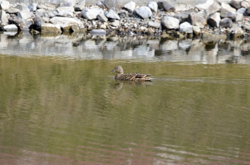 Фоторепортаж: лебеди в сеточку. После зимовки красавцев с длинной шеей снова запустили в гомельский пруд, фото-21