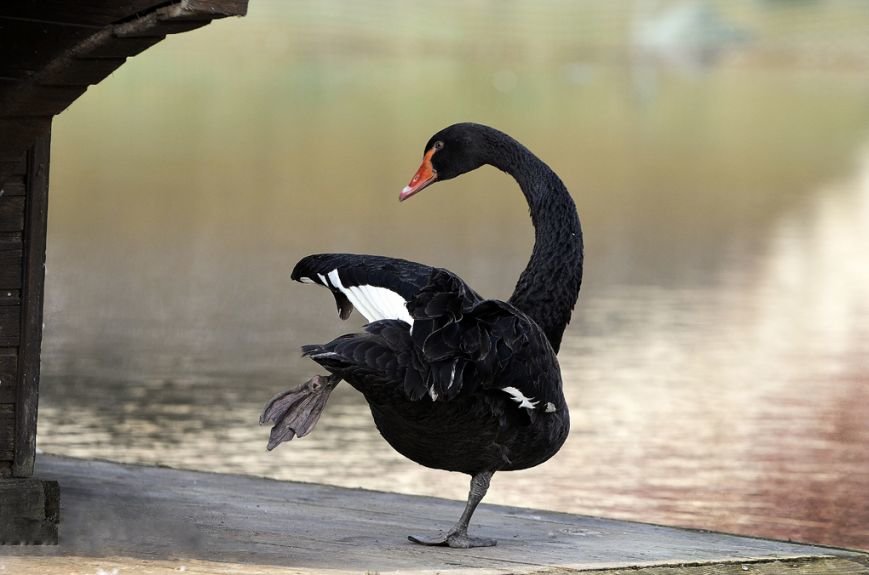 Фоторепортаж: лебеди в сеточку. После зимовки красавцев с длинной шеей снова запустили в гомельский пруд, фото-23