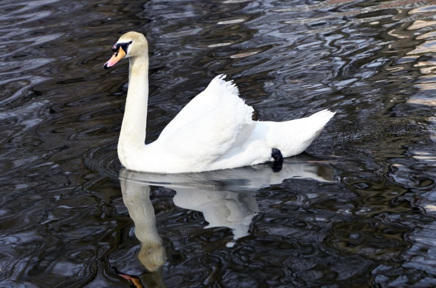 Фоторепортаж: лебеди в сеточку. После зимовки красавцев с длинной шеей снова запустили в гомельский пруд, фото-13