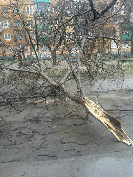 Последствия непогоды в Кривом Роге: деревом придавило ВАЗ, оборвало электропровода и перекрыло дорогу (ФОТО) (фото) - фото 5 Последствия непогоды в Кривом Роге: деревом придавило ВАЗ, оборвало электропровода и перекрыло дорогу (ФОТО) (фото) - фото 5