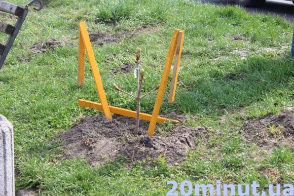 У Тернополі продовжують красти італійські каштани з набережної (фото) (фото) - фото 1 У Тернополі продовжують красти італійські каштани з набережної (фото) (фото) - фото 1