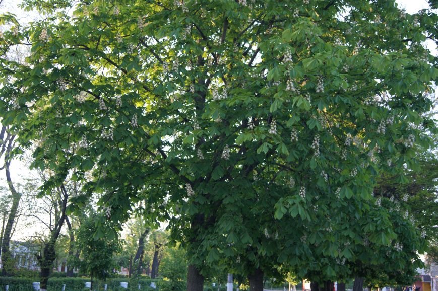 В Одесской области зацвели каштаны (ФОТО) (фото) - фото 1 В Одесской области зацвели каштаны (ФОТО) (фото) - фото 1