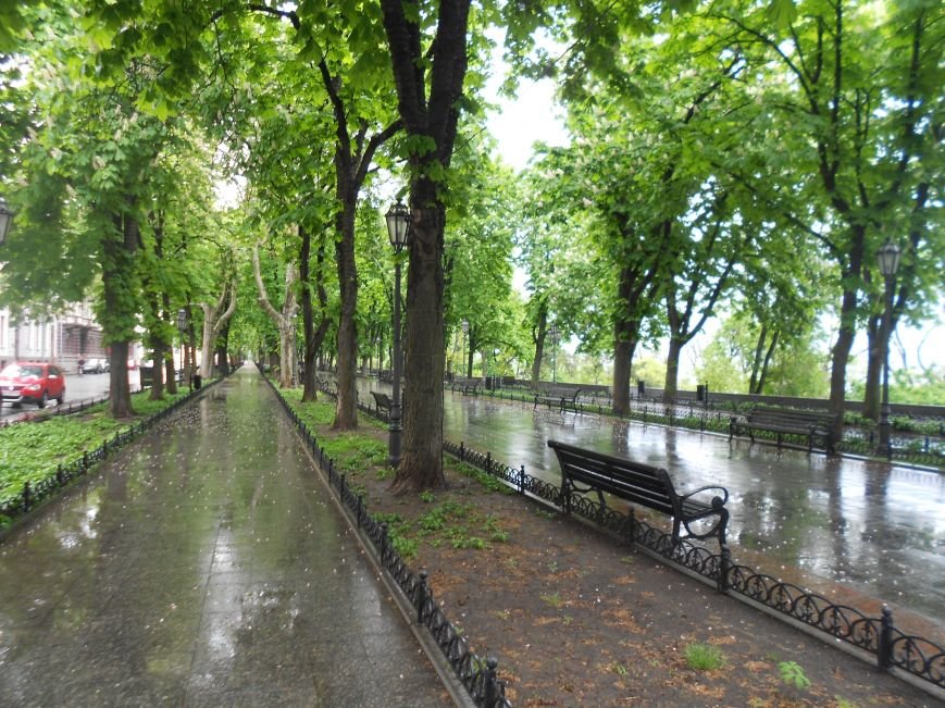 В Одессе настоящая весна зацвела каштанами (ФОТО) (фото) - фото 1 В Одессе настоящая весна зацвела каштанами (ФОТО) (фото) - фото 1