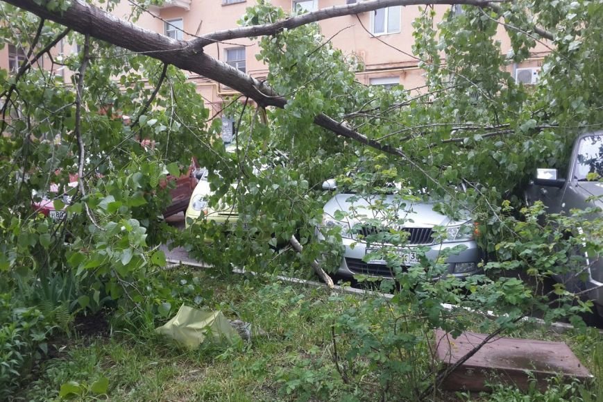 В центре Белгорода тополь упал на припаркованные автомобили (фото) - фото 2 В центре Белгорода тополь упал на припаркованные автомобили (фото) - фото 2