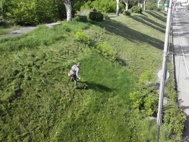 В Макеевке косят! Городские власти занялись покосом карантинных растений и сорняков (фото) - фото 2 В Макеевке косят! Городские власти занялись покосом карантинных растений и сорняков (фото) - фото 2