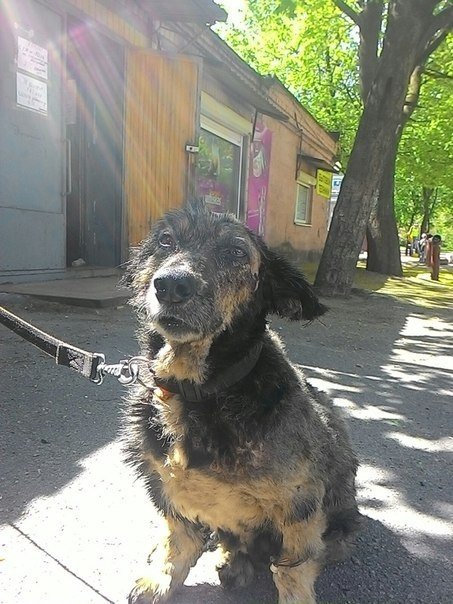Мила Мила