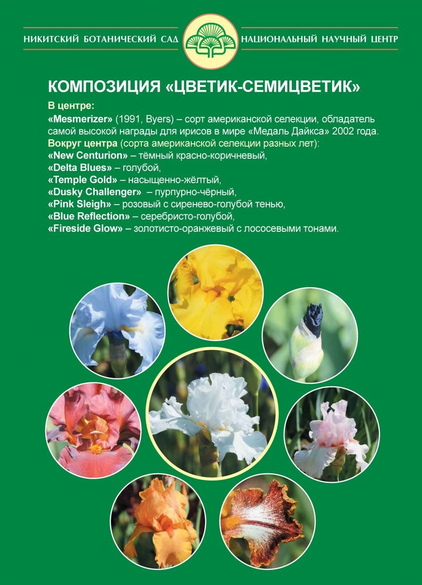 ирисы-семицветик ирисы-семицветик