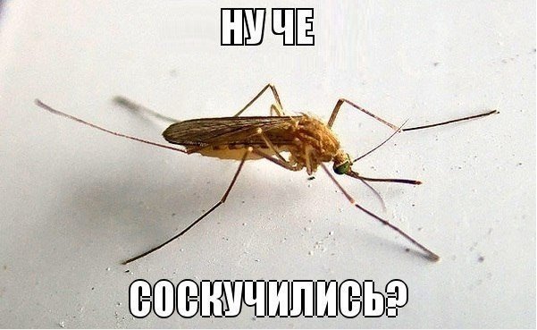 Аллергия, «Брусничка», «Лайф» и планы на лето: фотожабы недели (фото) - фото 6 Аллергия, «Брусничка», «Лайф» и планы на лето: фотожабы недели (фото) - фото 6