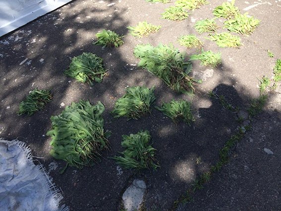 В Романково обнаружена плантация конопли и мака (фото) - фото 2 В Романково обнаружена плантация конопли и мака (фото) - фото 2