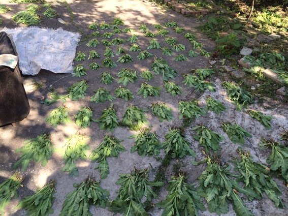 В Романково обнаружена плантация конопли и мака (фото) - фото 1 В Романково обнаружена плантация конопли и мака (фото) - фото 1