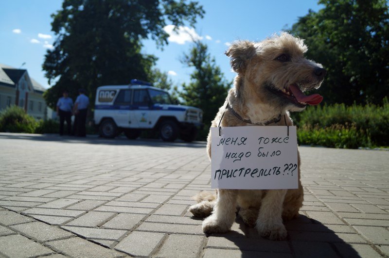 Белгородские зоозащитники предлагают ввести налог на разведение жив... Белгородские зоозащитники предлагают ввести налог на разведение животных и прекратить отстрел (фото) - фото 4