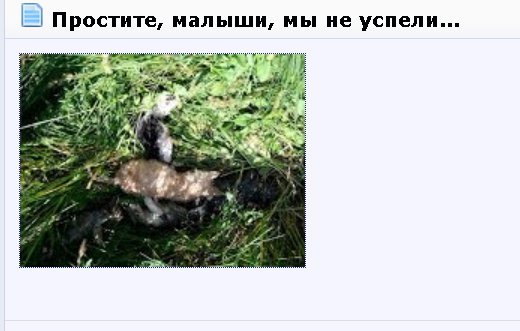 Одесский парк наводнили котятами со Староконки. На аллеях десятки трупов (ФОТО) (фото) - фото 1 Одесский парк наводнили котятами со Староконки. На аллеях десятки трупов (ФОТО) (фото) - фото 1