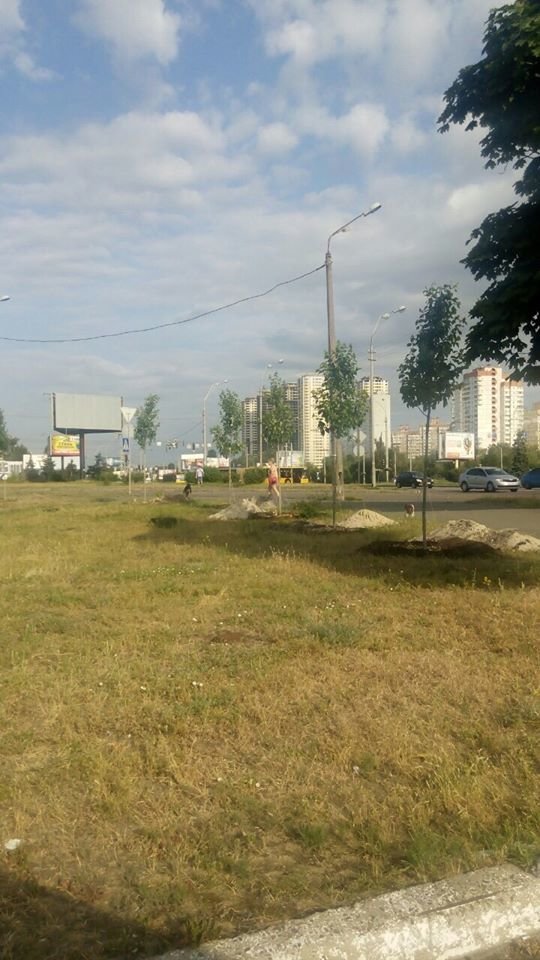 Киевлянка в свой день рождения подарила городу 27 платанов (ФОТО) (фото) - фото 1 Киевлянка в свой день рождения подарила городу 27 платанов (ФОТО) (фото) - фото 1