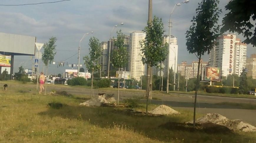 Киевлянка в свой день рождения подарила городу 27 платанов (ФОТО) (фото) - фото 1 Киевлянка в свой день рождения подарила городу 27 платанов (ФОТО) (фото) - фото 1