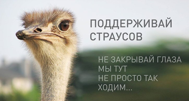 Беглый президент-страусфил взорвал соцсети (ФОТО) (фото) - фото 2 Беглый президент-страусфил взорвал соцсети (ФОТО) (фото) - фото 2