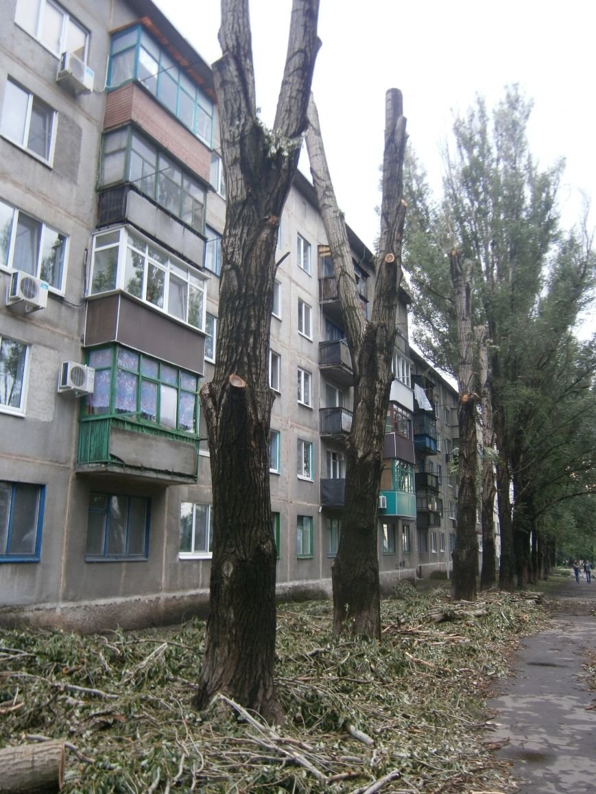 «Омоложение» деревьев по-димитровски – беспощадное (фото) - фото 7 «Омоложение» деревьев по-димитровски – беспощадное (фото) - фото 7