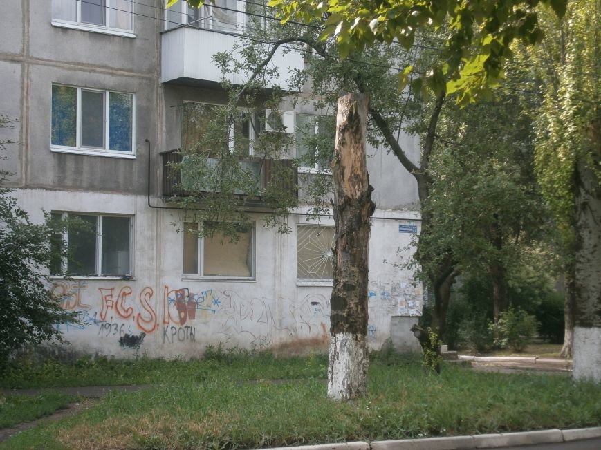 «Омоложение» деревьев по-димитровски – беспощадное (фото) - фото 12 «Омоложение» деревьев по-димитровски – беспощадное (фото) - фото 12