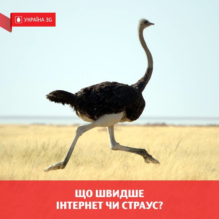 Страусы Януковича «разорвали» сеть. Мемы на интервью в рекламе (фото) (фото) - фото 1