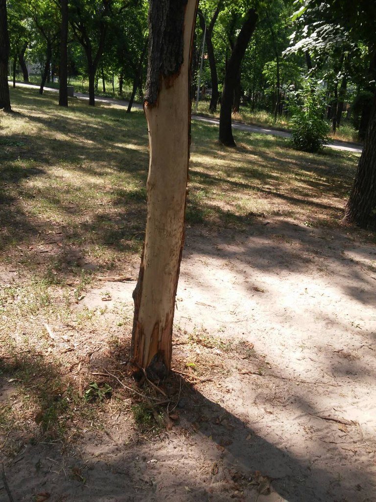 Что остается после отдыха криворожан в парках и скверах? (ФОТО) (фото) - фото 1 Что остается после отдыха криворожан в парках и скверах? (ФОТО) (фото) - фото 1