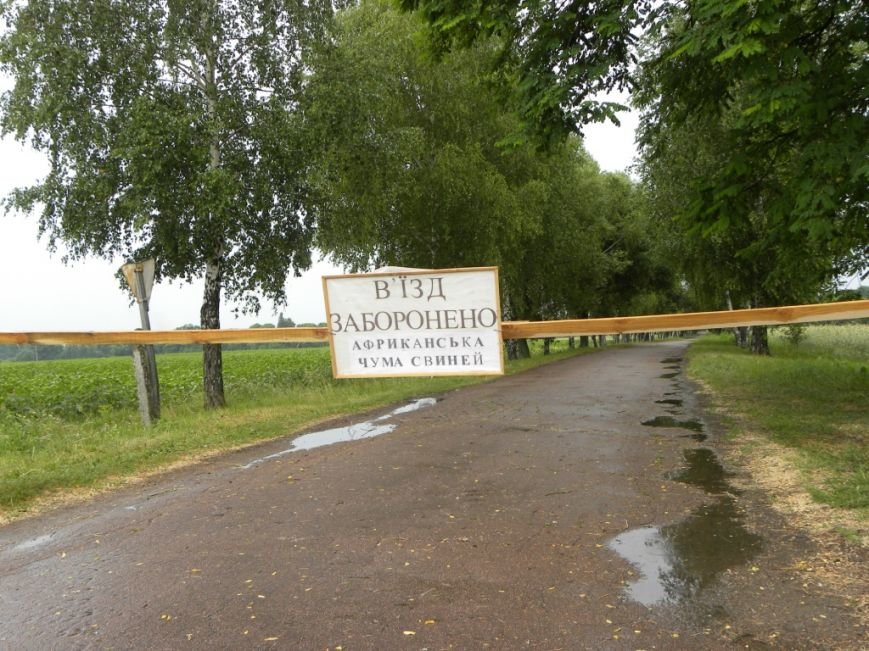 В Черниговской области сожгли 180 свиней (фото) - фото 1 В Черниговской области сожгли 180 свиней (фото) - фото 1